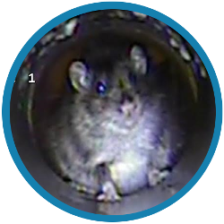 A cctv drain survey can help you with rats in your Croydon property